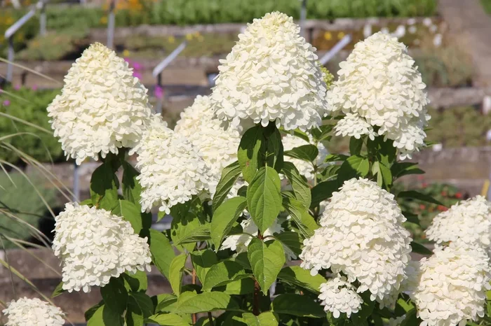 Hydrangea paniculata ‚Limelight‘ -S- (Rispenhortensie)