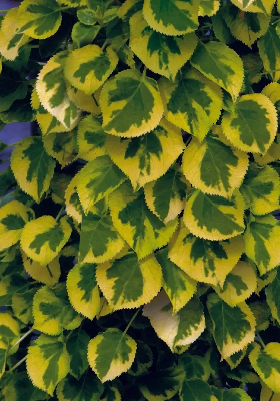 Hydrangea petiolaris ‚Miranda‘ (Panaschierte Kletterhortensie)