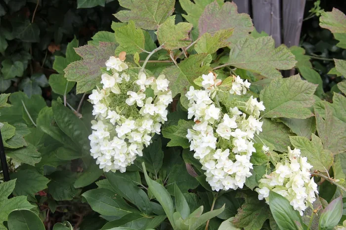 Hydrangea quercifolia ‚Snowflake‘ (Eichblatthortensie)