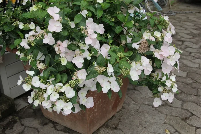 Hydrangea Runaway Bride® ‚Snow White‘ (Girlanden-Hortensie)