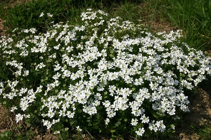 Iberis sempervirens ‚Appen Etz‘ (Immergrüne Schleifenblume)