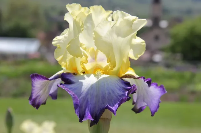Iris Barbata-Elatior ‚Bel Avenir‘ (Hohe Bartschwertlilie)