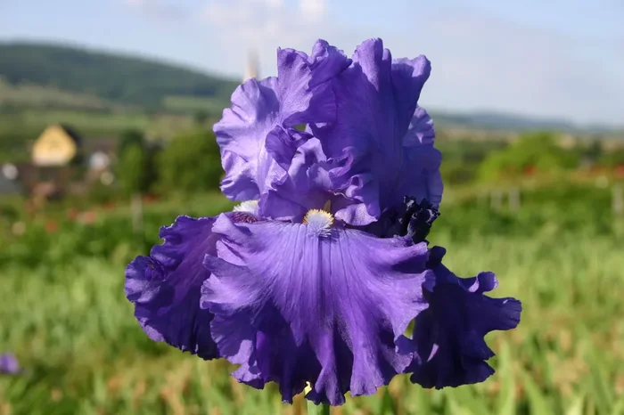 Iris Barbata-Elatior ‚Blenheim Royal‘ (Hohe Bartschwertlilie)