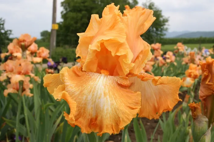 Iris Barbata-Elatior ‚Cajun Rythm‘ (Hohe Bartschwertlilie)
