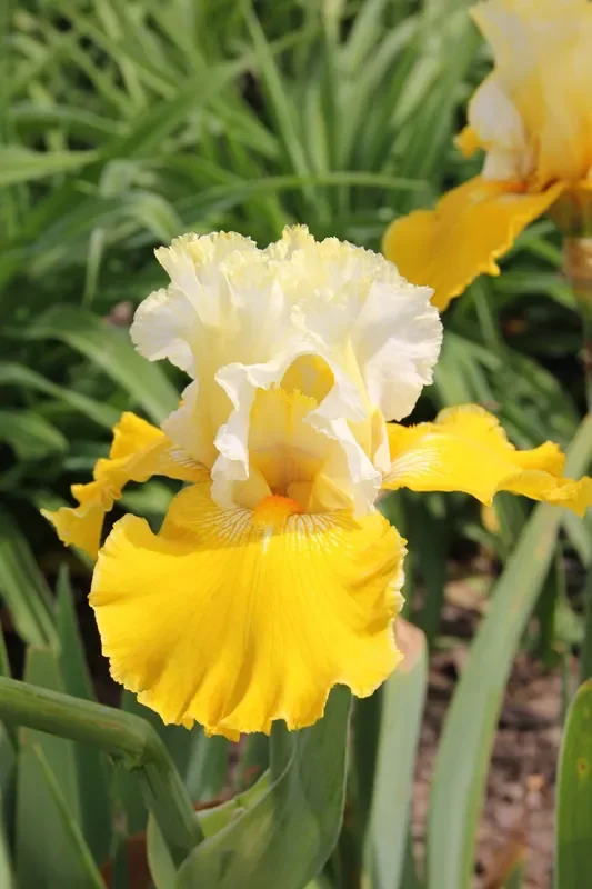 Iris Barbata-Elatior ‚Cathedrale de Chichester‘ (Hohe Bartschwertlilie)