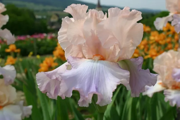 Iris Barbata-Elatior ‚Celebration Song‘ (Hohe Bartschwertlilie)