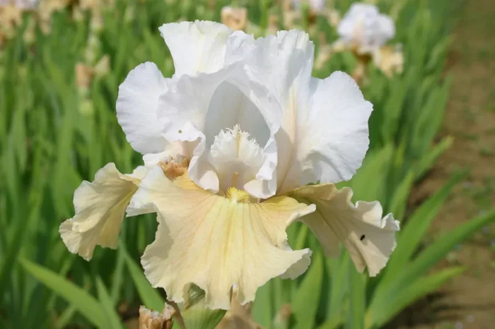 Iris Barbata-Elatior ‚Champagne Elegance‘ (Hohe Bartschwertlilie)