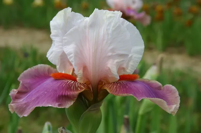 Iris Barbata-Elatior ‚Chinese Treasure‘ (Hohe Bartschwertlilie)