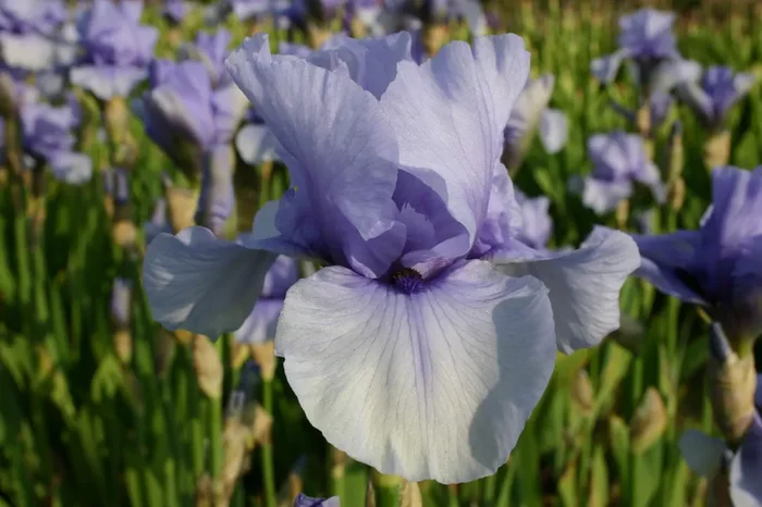 Iris Barbata-Elatior ‚Codicil‘ (Hohe Bartschwertlilie)