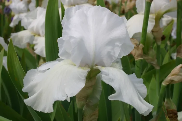 Iris Barbata-Elatior ‚Cup Race‘ (Hohe Garten-Schwertlilie)