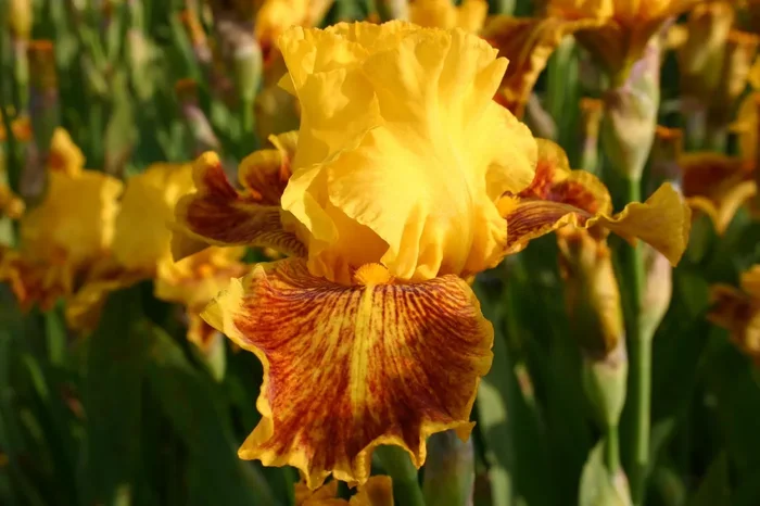 Iris Barbata-Elatior ‚Dazzling Gold‘ (Hohe Bartschwertlilie)