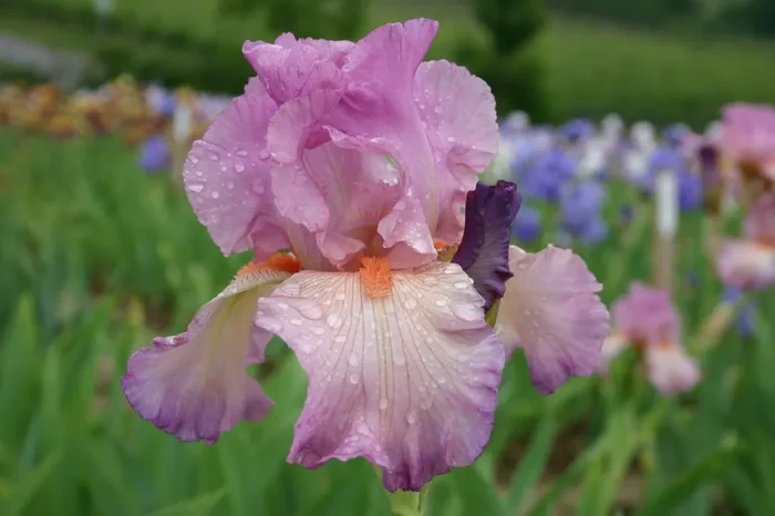Iris Barbata-Elatior ‚Enchanted World‘ (Hohe Bartschwertlilie)