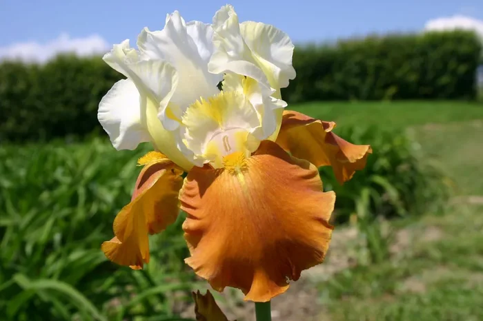 Iris Barbata-Elatior ‚Fall Fiesta‘ (Hohe Bartschwertlilie)