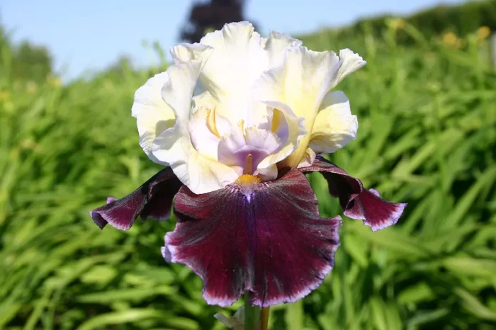 Iris Barbata-Elatior ‚Finalist‘ (Hohe Bartschwertlilie)