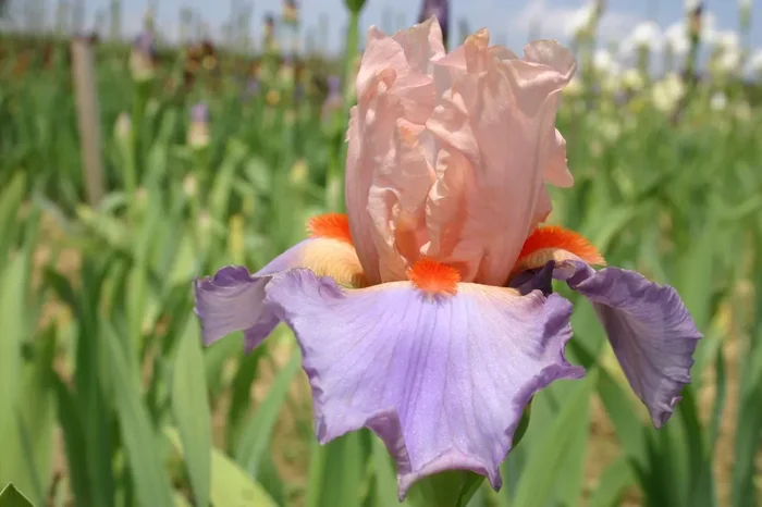 Iris Barbata-Elatior ‚French Cancan‘ (Hohe Bartschwertlilie)