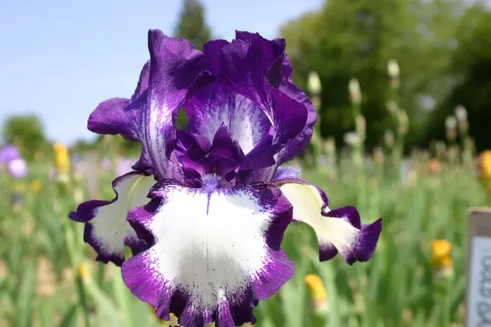 Iris Barbata-Elatior ‚Going My Way‘ (Hohe Garten-Schwertlilie)