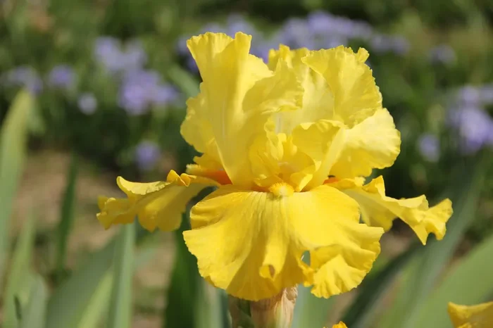 Iris Barbata-Elatior ‚Golden Immortal‘ (Hohe Bartschwertlilie)