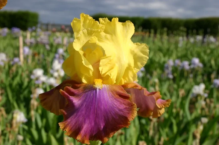 Iris Barbata-Elatior ‚Intrépide‘ (Hohe Bartschwertlilie)