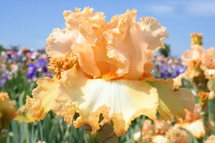 Iris Barbata-Elatior ‚Lace Legacy‘ (Hohe Bartschwertlilie)