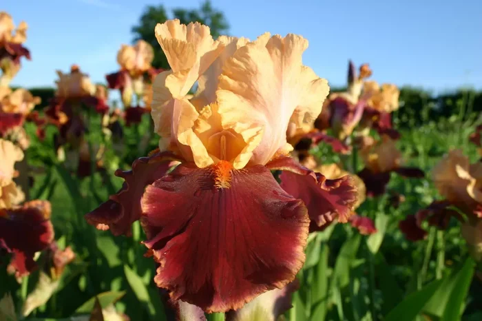 Iris Barbata-Elatior ‚Marie Jose Nat‘ (Hohe Bartschwertlilie)