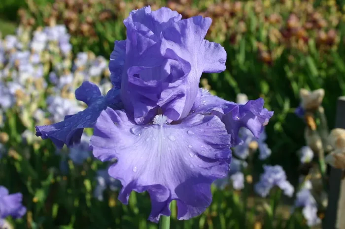 Iris Barbata-Elatior ‚Mer du Sud‘ (Hohe Bartschwertlilie)