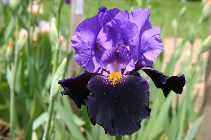 Iris Barbata-Elatior ‚Mystérieux‘ (Hohe Bartschwertlilie)