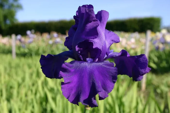 Iris Barbata-Elatior ‚Navy Strutt‘ (Hohe Bartschwertlilie)