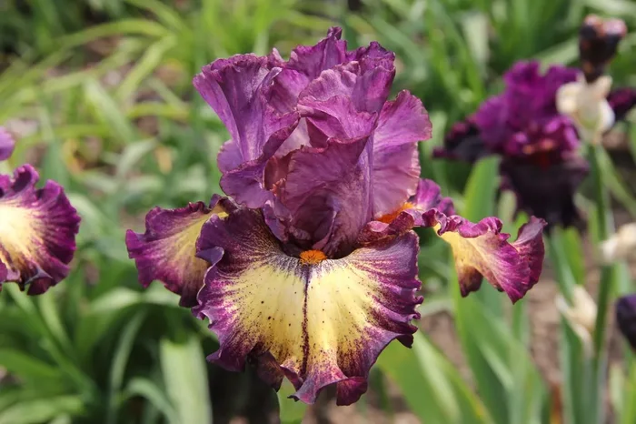 Iris Barbata-Elatior ‚Out of the Dark‘ (Hohe Bartschwertlilie)