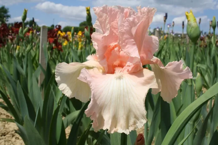 Iris Barbata-Elatior ‚Perle Rose‘ (Hohe Bartschwertlilie)
