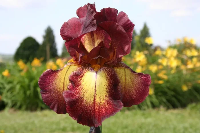 Iris Barbata-Elatior ‚Provencal‘ (Hohe Bartschwertlilie)