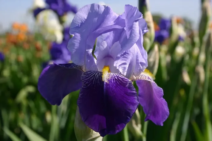 Iris Barbata-Elatior ‚Rheintraube‘ (Hohe Garten Schwertlilie)