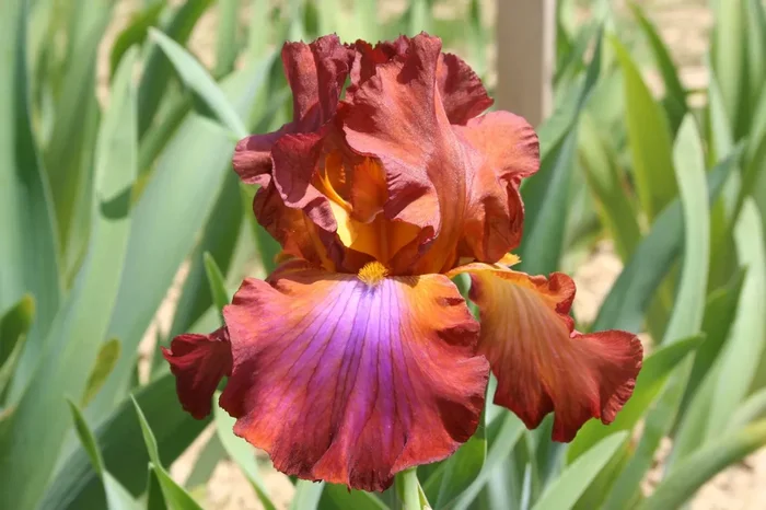 Iris Barbata-Elatior ‚Terre de Feu‘ (Hohe Bartschwertlilie)