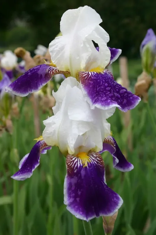 Iris Barbata-Elatior ‚Wabash‘ (Hohe Garten-Schwertlilie)