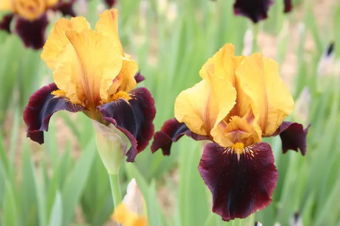 Iris Barbata-Media ‚Orageux‘ (Mittelhohe Bartschwertlilie)