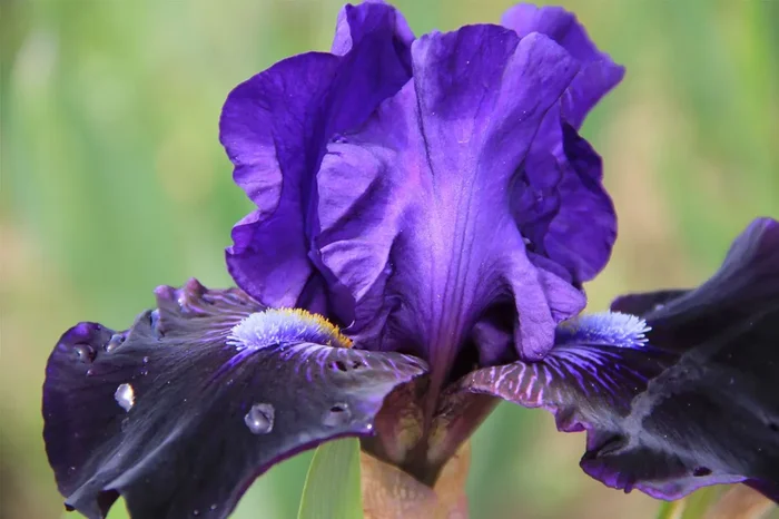 Iris Barbata-Media ‚Star in the Night‘ (Mittelhohe Bartschwertlilie)