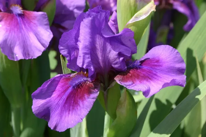 Iris Barbata-Media ‚Verse‘ (Mittelhohe Bartschwertlilie)
