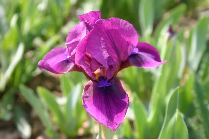 Iris Barbata-Nana ‚Bembes‘ (Zwergschwertlilie)