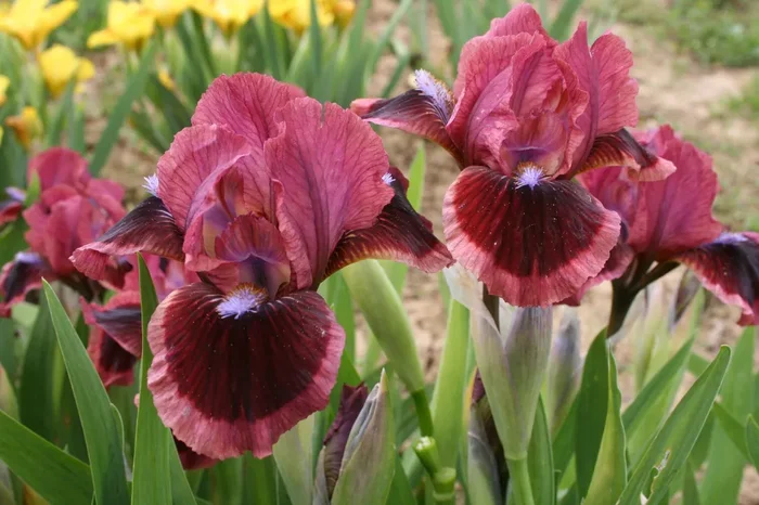 Iris Barbata-Nana ‚Cat’s Eye‘ (Zwergschwertlilie)