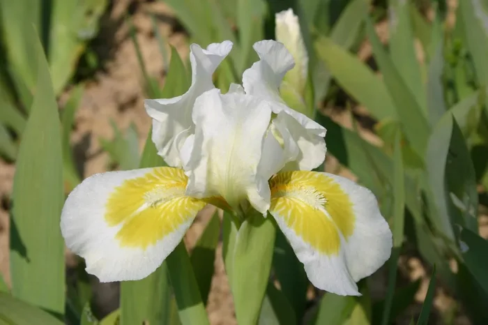 Iris Barbata-Nana ‚Crystal Bright‘ (Zwergschwertlilie)