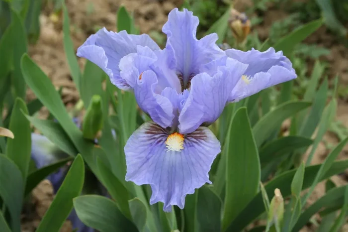 Iris Barbata-Nana ‚Fires of Fidji‘ (Zwergschwertlilie)