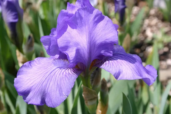 Iris Barbata-Nana ‚Kolksee‘ (Zwergschwertlilie)