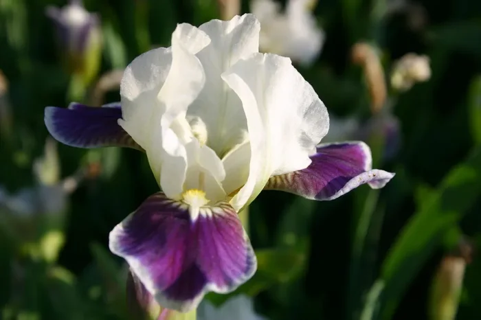 Iris Barbata-Nana ‚Making Eyes‘ (Zwergschwertlilie)