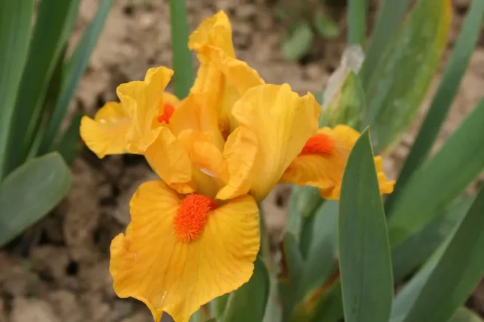 Iris Barbata-Nana ‚Marksman‘ (Zwergschwertlilie)