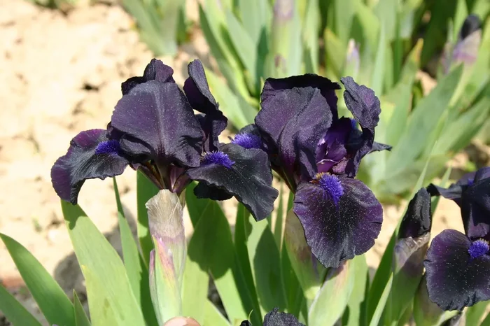 Iris Barbata-Nana ‚Michael Paul‘ (Zwergschwertlilie)