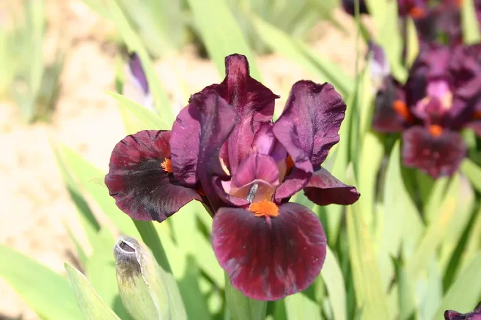 Iris Barbata-Nana ‚Minidragon‘ (Zwergschwertlilie)