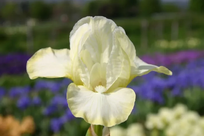 Iris Barbata-Nana ‚Soft Air‘ (Zwergschwertlilie)