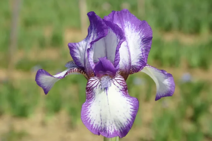 Iris Barbata-Nana ‚Westwell‘ (Zwergschwertlilie)