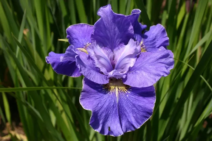 Iris sibirica ‚Blaue Milchstraße‘ (Sibirische Schwertlilie)