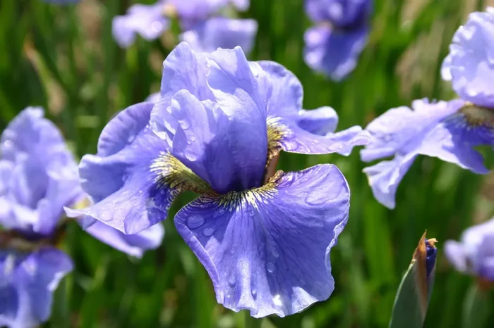 Iris sibirica ‚Hellblauer Riese‘ (Sibirische Schwertlilie)