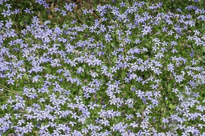 Isotoma fluviatilis (Blauer Bubikopf)